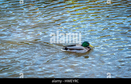 Solitario maschio anatra Mallard nuotare con una scia dietro e riflessioni sull'acqua, Scozia, Regno Unito Foto Stock