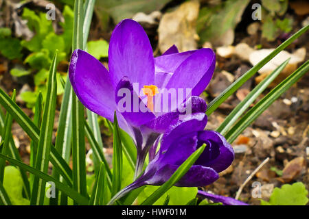 Malva di crochi in fiore che cresce in un giardino di Londra Foto Stock