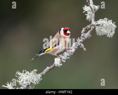 Cardellino (Carduelis carduelis) su un ramo con la comune struttura foliose lichen in inverno, Shropshire confine con il Galles, 2017 Foto Stock