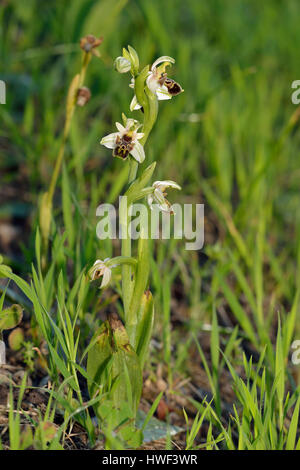 Carmelo Ophrys Orchid - Ophrys umbilicata provenienti da Cipro Foto Stock