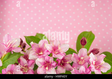 Weigela fiori in fiore contro sfondo rosa Foto Stock