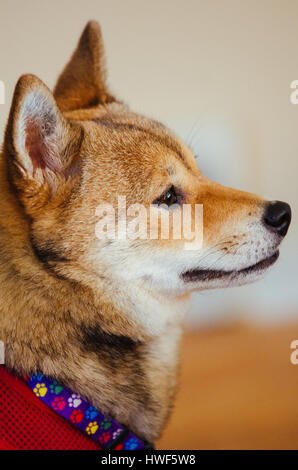 Una chiusura di un Shiba Inu cane indossa un collare e un giubbotto. Foto Stock