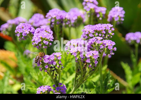 Heliotropium amplexicaule nel giardino estivo Foto Stock