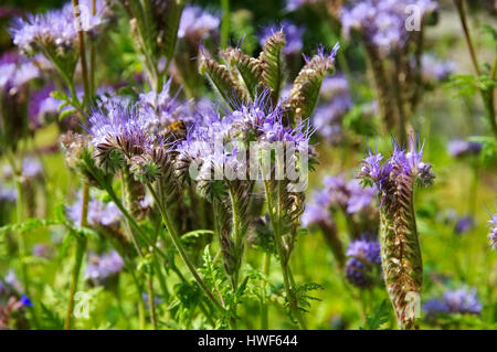 Rainfarn-Phazelie, Bienenfreund - viola tansy, Phacelia tanacetifolia, un viola estate fiore Foto Stock