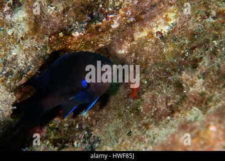 In canarie fanciulla Abudefduf luridus, Pomacentridae, Tenerife, Isole Canarie, Spagna, Oceano Atlantico Foto Stock