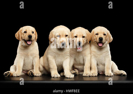 Golden Labrador Retriever cuccioli isolati su sfondo nero Foto Stock