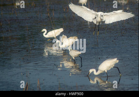 Un po' di Heron uccello sorvolano altri uccelli impegnati in alimentazione di se stessi Foto Stock