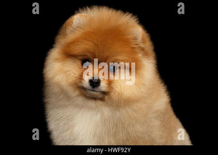 Miniatura Spitz Pomerania cucciolo su sfondo nero Foto Stock