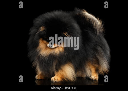 Miniatura di Pomerania Spitz Cane isolato su sfondo nero Foto Stock