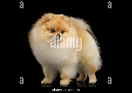 Miniatura di Pomerania Spitz Cane isolato su sfondo nero Foto Stock