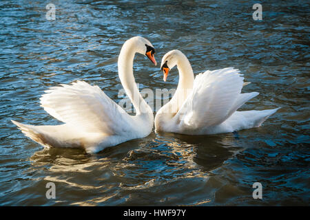 Due cigni in profilo messa a forma di cuore Foto Stock