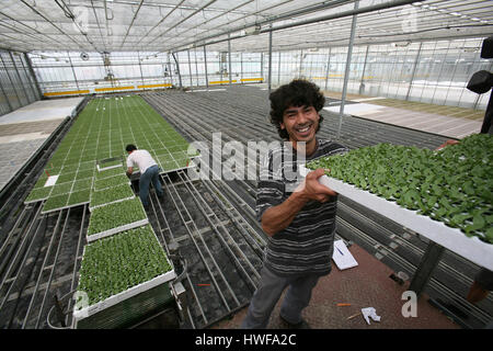La germinazione di semi in serre Foto Stock