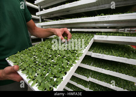 La germinazione di semi in serre Foto Stock