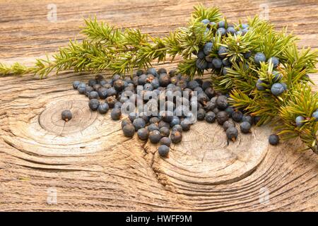 Bacche di ginepro su vintage sfondo di legno Foto Stock