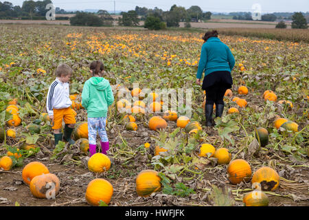 Campo di zucca: scegliere la vostra zucca raccoglie fondi per beneficenza ogni ottobre ed è basato in Sevington vicino a Ashford, Kent. Foto Stock