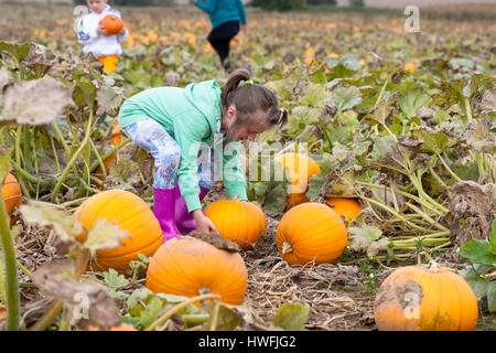 Campo di zucca: scegliere la vostra zucca raccoglie fondi per beneficenza ogni ottobre ed è basato in Sevington vicino a Ashford, Kent. Foto Stock