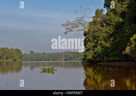 Una fitta vegetazione lungo le rive del fiume Kinabatangan, Sabah Borneo. Foto Stock