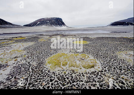 Fragile vegetazione artica sulla spiaggia di Phippsøya, parte delle sette isola a nord di Nordaustlandet, Svalbard. Foto Stock