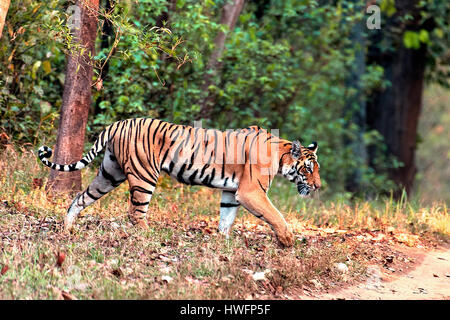 Tiger nel Parco Nazionale di Kanha, India. Foto Stock