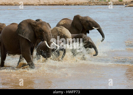 Gli elefanti africani che attraversano il fiume Ewaso Ng'iro nel Samburu Riserva nazionale del Kenya. Foto Stock