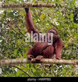 Grande, maschio orangutan nella tettoia del raiforest in Danum Valley, Sabah Borneo. Foto Stock