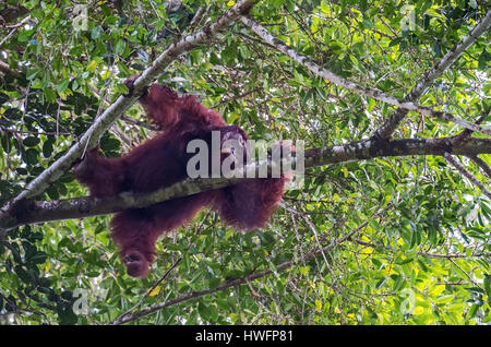 Grande, maschio orangutan nella tettoia del raiforest in Danum Valley, Sabah Borneo. Foto Stock