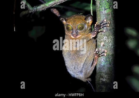 Western Tarsier, Cephalopachus bancanus, da Danum Valley, Sabah Borneo. Foto Stock