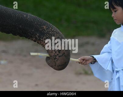 Lampung, Indonesia. 20 Mar, 2017. Foto scattata il 20 marzo 2017 mostra una ragazza dando una canna da zucchero ad un elefante di Sumatra in modo Kambas National Park, a est del distretto di Lampung, provincia di Lampung, Indonesia. Credito: Agung Kuncahya B./Xinhua/Alamy Live News Foto Stock