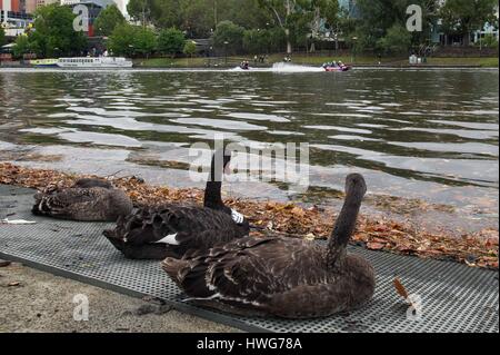 Melbourne, Australia. 22 Mar, 2017. La Red Bull Racing driver di Formula uno di Daniel Ricciardo di Australia e il suo compagno di squadra Max Verstappen dei Paesi Bassi gara motoscafi sul Fiume Yarra di Melbourne, in Australia il 22 marzo 2017. Credito: Bai Xue/Xinhua/Alamy Live News Foto Stock