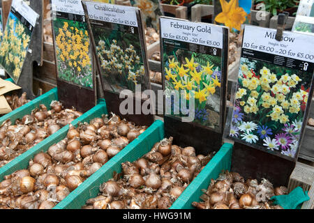 Centinaia di varietà di bulbi per la vendita a Amsterdam il mercato dei fiori galleggiante Foto Stock