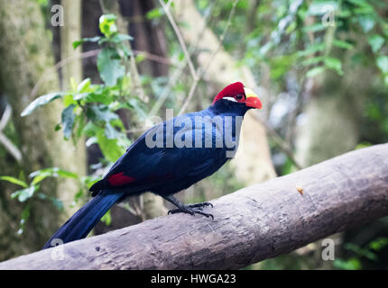 Violetta's Turaco uccello o violaceo piantaggine eater ( Musophaga violacea ), Africa Foto Stock