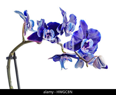 Viola scuro, malva, blue orchid close-up di fiori di diramazione, isolato su sfondo bianco Foto Stock