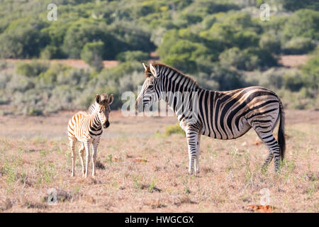 Zebra la madre e il bambino, adulto e il puledro, Equus quagga; Sud Africa Foto Stock
