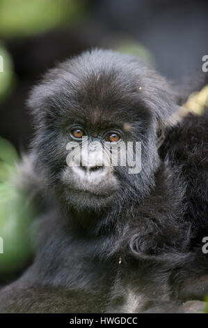 Gorilla di Montagna (Gorilla berengei berengei) trekking nel Parco Nazionale dei Vulcani, Ruanda. Foto Stock