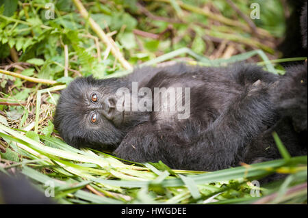 Gorilla di Montagna (Gorilla berengei berengei) trekking nel Parco Nazionale dei Vulcani, Ruanda. Foto Stock
