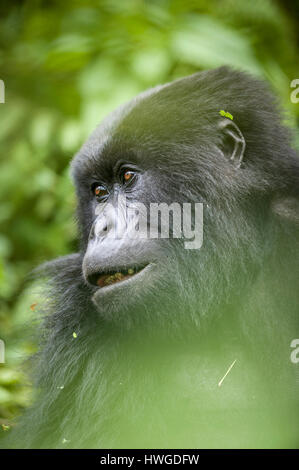 Gorilla di Montagna (Gorilla berengei berengei) trekking nel Parco Nazionale dei Vulcani, Ruanda. Foto Stock