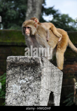 Famiglia di scimmia - baby monkey sul retro di scimmia adulta in un tempio indù a Kathmandu, Nepal Foto Stock