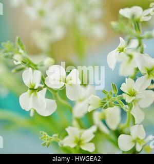 Bouquet di fragrante stock bianco fiori (matthiola) Foto Stock