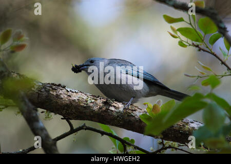 Birdwatching (birding) in Brasilia DF, Brasile: Single Thraupis episcopus (blu-grigio tanager). Foto Stock