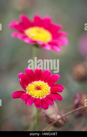 Daisy rosa luminoso con centri di colore giallo Foto Stock