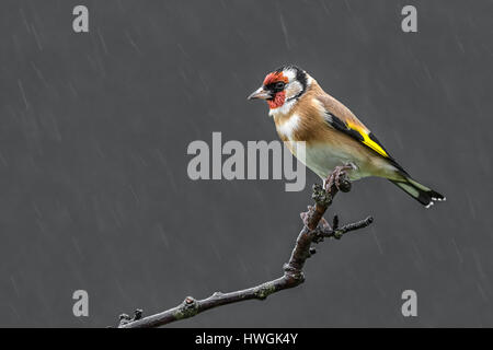 Un wet cardellino carduelis carduelis sorge arroccato su la fine di un ramo con gocce di pioggia in presenza di striature Foto Stock