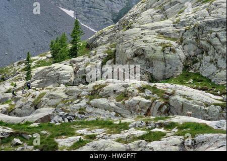Francia, Alpes Maritimes, Parc national du Mercantour (Parco Nazionale del Mercantour), Valmasque valle, escursionisti e una femmina di stambecco (Capra ibex) Foto Stock