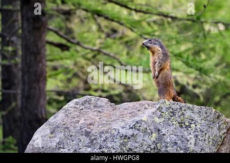 Francia, Alpes Maritimes, Parc national du Mercantour (Parco Nazionale del Mercantour), Valmasque valley, marmotta (Marmota) noto come siffleux in Québec perché quando vi è un pericolo, esso emette un potente fischio per avvisare le altre marmotte che poi andrà a rifugiarsi nelle loro tane Foto Stock