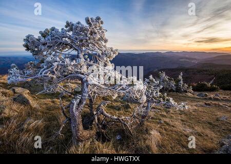 Francia, Gard, Les Causses et les Cévennes, paesaggio culturale del Mediterraneo agro pastorizia, classificato come patrimonio mondiale dall'UNESCO, il Parco Nazionale delle Cévennes, elencato come si Riserva Biosfera dall'UNESCO, Mountain pine (Pinus uncinata) andare pale dal gelo alla sommità del monte Aigoual (1565m) Foto Stock