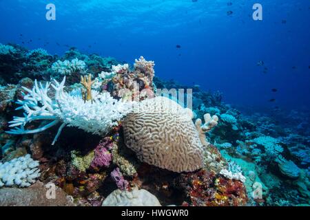 Filippine, Mindoro, Apo Reef parco naturale, Coral reef di corallo in fase di candeggio Foto Stock