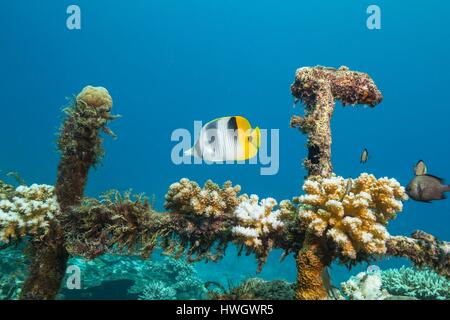 Filippine, Mindoro, Apo Reef parco naturale, butterflyfish in un relitto coperto da coralli Foto Stock