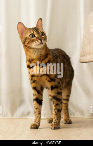 Gatto di razza bengalese in un ambiente domestico in gabbie a piena lunghezza Foto Stock