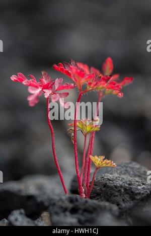 Francia, Auvergne, Herb-Robert (Geranium robertianum), uno dei primi impianti a colonizzare la pozzolana da un vulcano Foto Stock