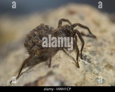 Francia, Auvergne, wolf spider (Pardosa amentata), la femmina porta la sua giovane sulla sua schiena Foto Stock