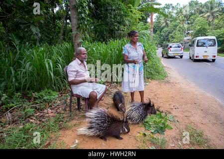 Sri Lanka, Oceano Indiano, Sigiriya, Captive Indian istrice o istrice indiano (Hystrix indica)mostra sul ciglio della strada per far passare i turisti, vicino a Sigiriya Foto Stock